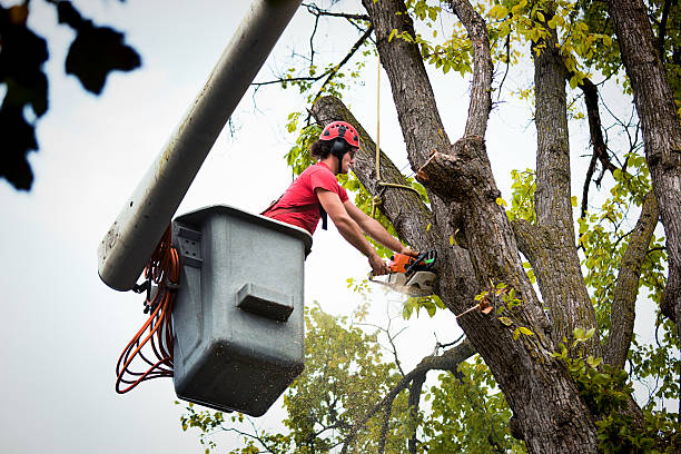 Best Tree Removal Services  in Bothell East, WA